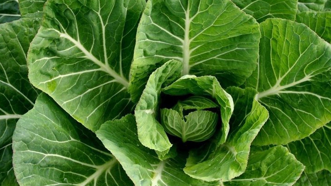 Kanseri önleyen besin! Her evde var, bin yıllık şifa!