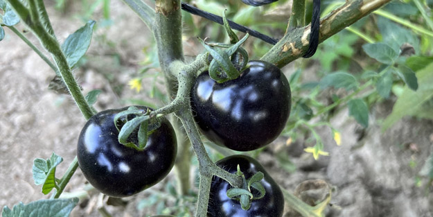 Kanserin baş düşmanı! Siyah domatesi görenler gözlerine inanamıyor