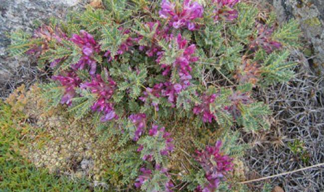 Kanserin panzehiri: Geven