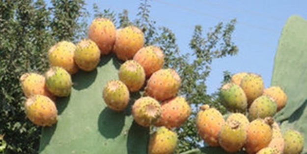 Kanserin yayılmasını önleyen bitki