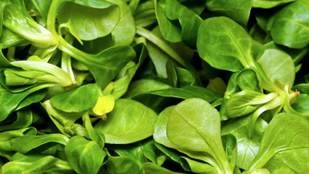 Kanserle boğuşan doğal şifa kaynağı süper güçlerle dolu: İçinde yok yok!