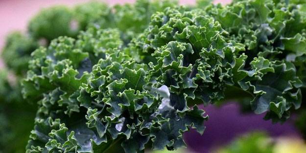 Kanserle savaşan kale bitkisinin faydaları