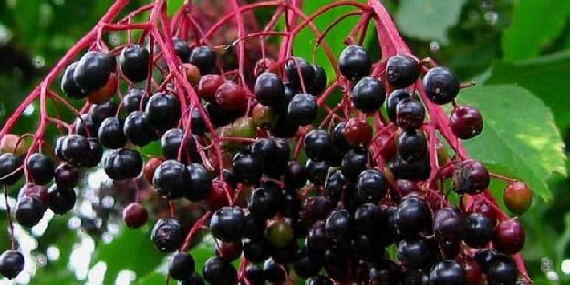 Kanserle savaşmak için Kara Mürver yetiştiriyorlar