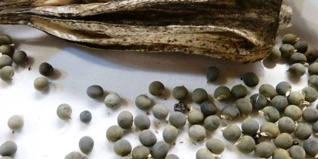 Kanserli hücreleri yok ediyor! 1 kaşık eklemek yeterli