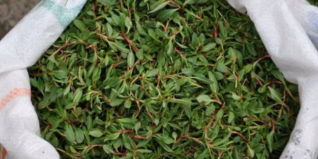 Kanserli hücrelerin oluşmasına engel oluyor!