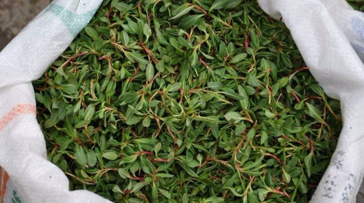 Kanserli hücrelerin oluşmasını engelliyor!