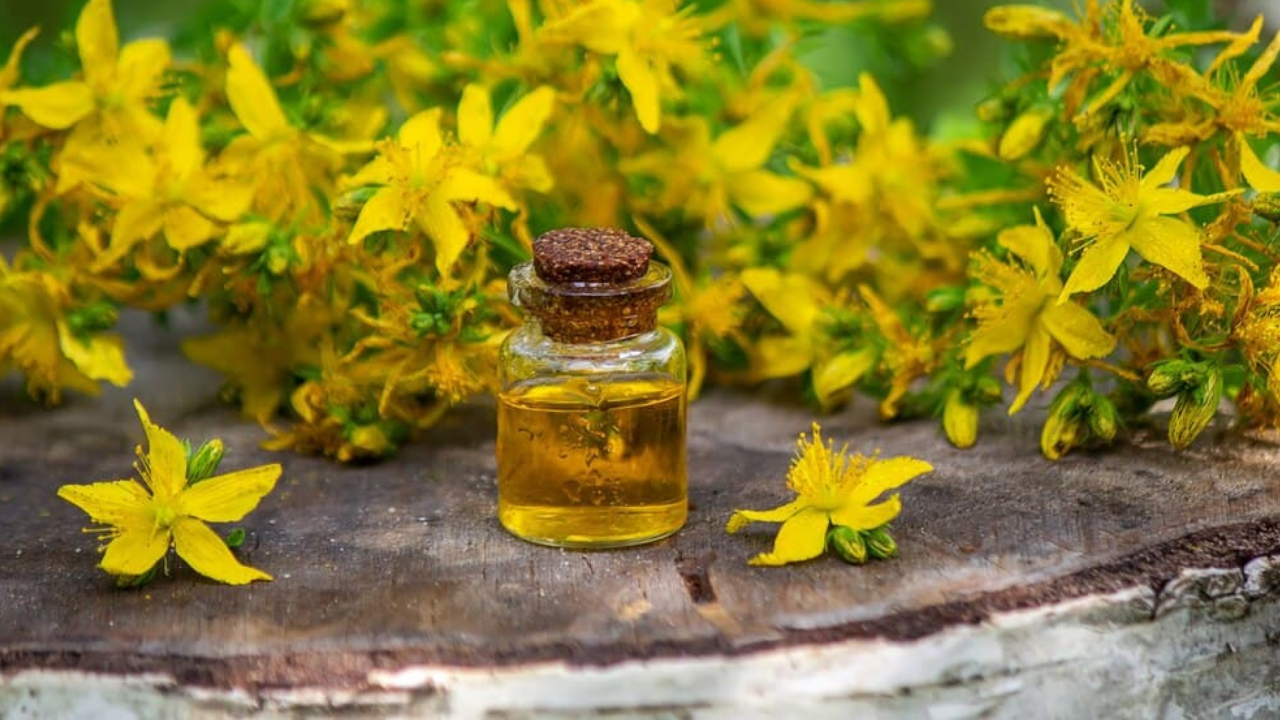 Kantaron yağı yanığa iyi gelir mi? Kantaron yağının faydaları neler?