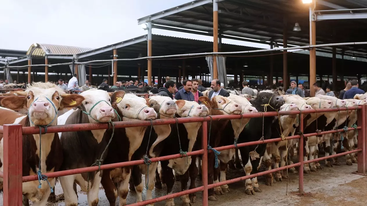 Kapatılan bazı hayvan pazarları yeniden açılıyor!