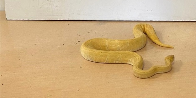 Kapıkule'de 29 Piton yılanı ele geçirildi!