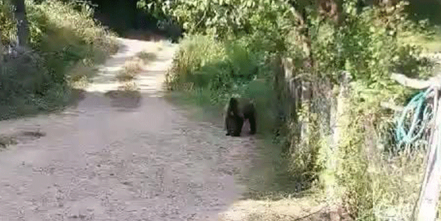 Kapının önüne gelen yavru ayı gitmek bilmedi! Köylülerin o andaki diyaloğu gülümsetti