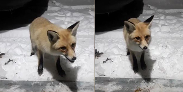 Kapısına gelen tilkiyi etle besleyen Karadenizli vatandaşın sohbet anları gülümsetti
