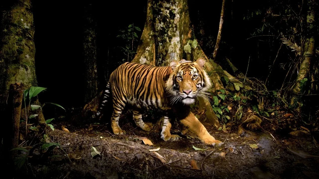 Kaplan 24 saat içinde iki kişiyi paramparça etti! Hindistan ülkesi uyutmaya hazır