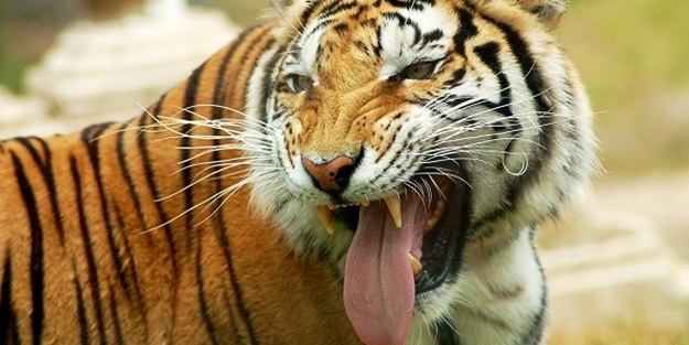 Kaplan bakıcısını yedi