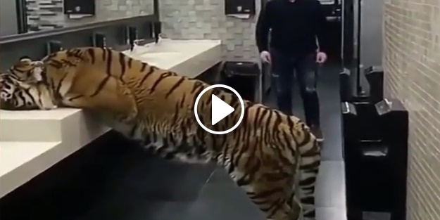 Kaplan herkesi şaşkına çevirdi!