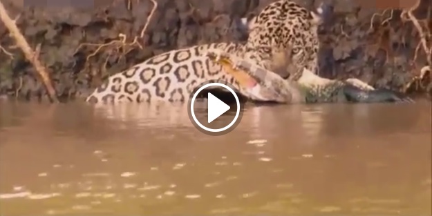 Kaplan ile timsahın sudaki savaşı