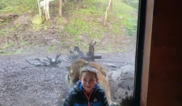 Kaplan saldırdı, kırılmaz cam sayesinde kurtuldu