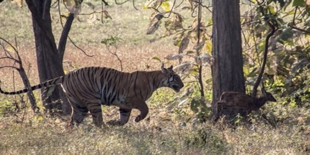 Kaplandan beklenmeyen hareket!