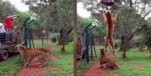 Kaplandan et için akılalmaz hareket! (VİDEO)