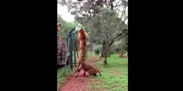 Kaplanın inanılmaz uçuşu!../ VİDEO