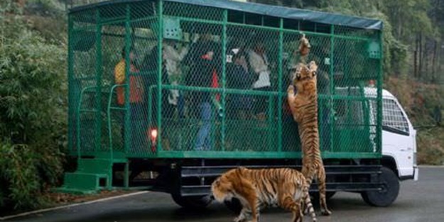 Kaplanlar bir anda saldırınca... - FOTO