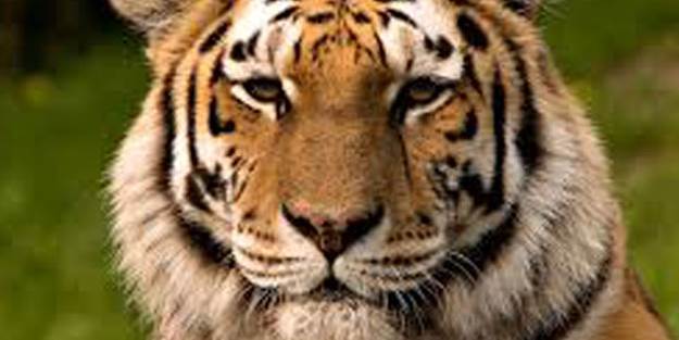 Kaplanlar öldüklerinde...