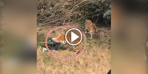 Kaplanları yakından görmek isteyince...