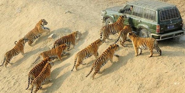 Kaplanların arasına dalıyorlar!