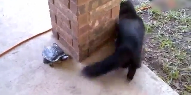 Kaplumbağ kediyi böyle kovaladı! /VİDEO