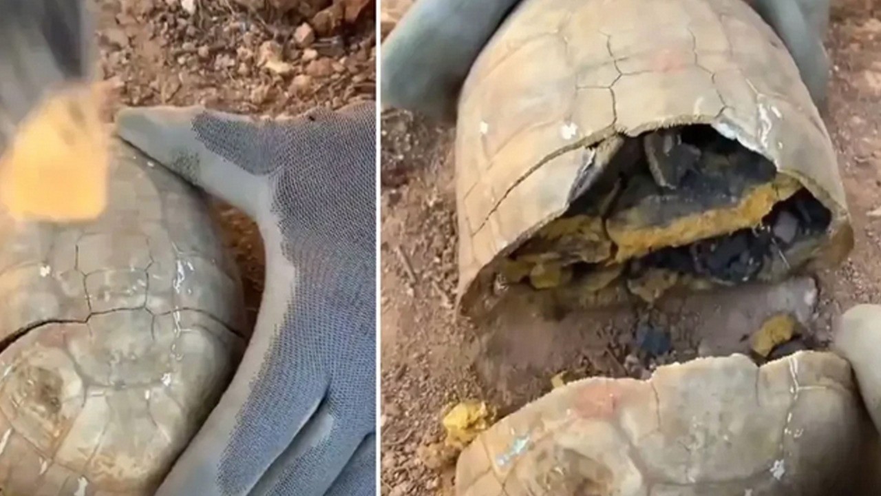 Kaplumbağa kabuğunun içini merak ediyor musunuz? O soru: 'Onları oraya nasıl soktunuz?'