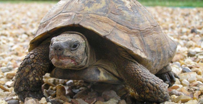 Kaplumbağa kaçakçısına 4 yıl hapis