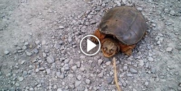 Kaplumbağadan inanılmaz saldırı! İşte o anlar...