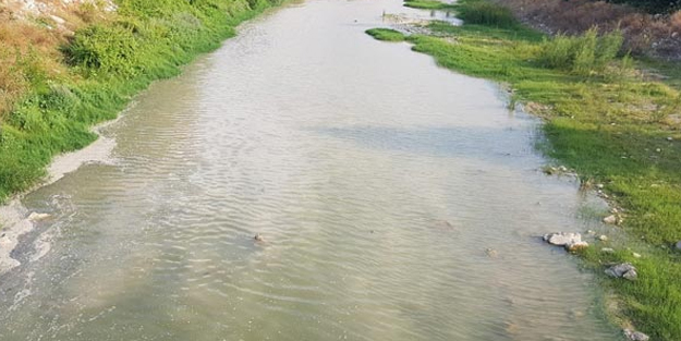 Kaplumbağalar deprem paniğine yol açtı