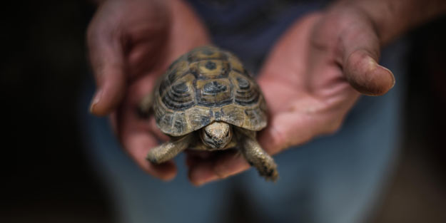 Kaplumbağalar Gazze'de işsizliğin çaresi oldu
