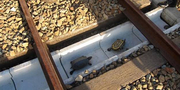 Kaplumbağalar için alınan güvenlik önlemi herkesi şaşırttı!