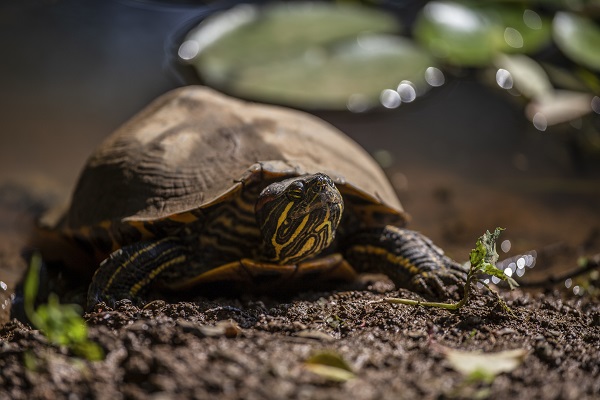 Kaplumbağalar ısınmak için bakın ne yaptı