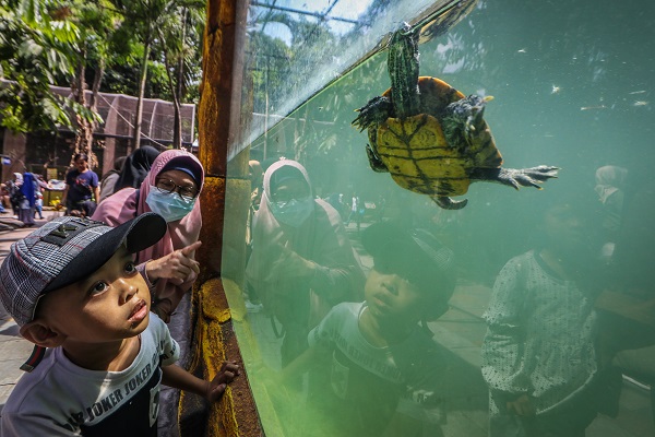 Kaplumbağaları izlemek için akın akın geliyorlar