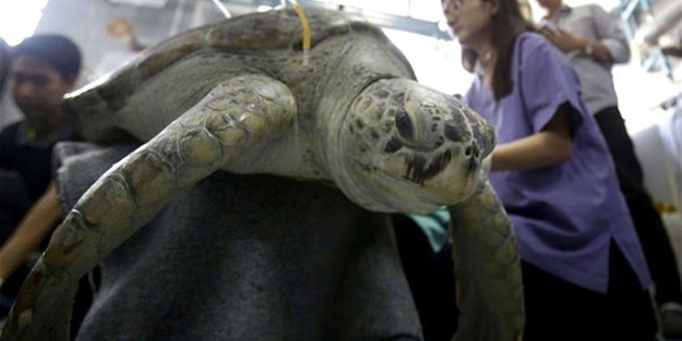 Kaplumbağanın midesinden çıkanlar hayrete düşürdü!