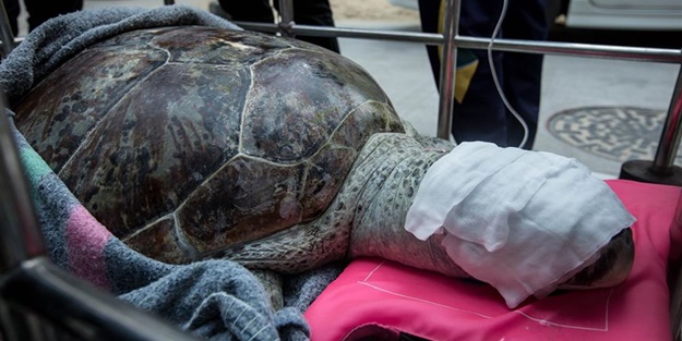 Kaplumbağanın midesinden çıkanlar şok etti!