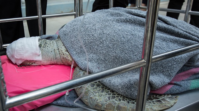 Kaplumbağının midesinden 915 adet bozuk para çıktı