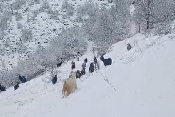 Kar altında çobanların zorlu mesaisi