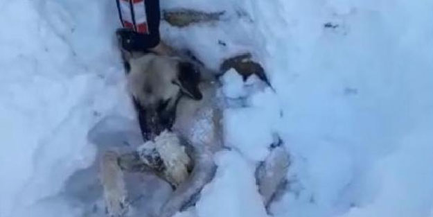 Kar altından çıkarılan köpek telef oldu