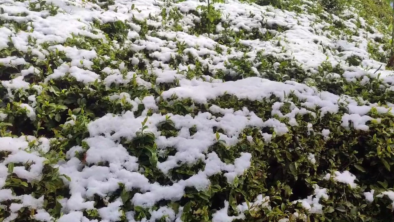 Kar çayı yaktı! Rize’de zirai don kabusu