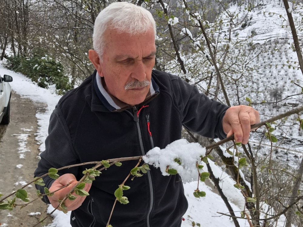 Kar fındığa yaradı 