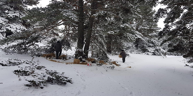 Ilgaz Dağı'nda yaban hayvanları için doğaya yem bırakıldı