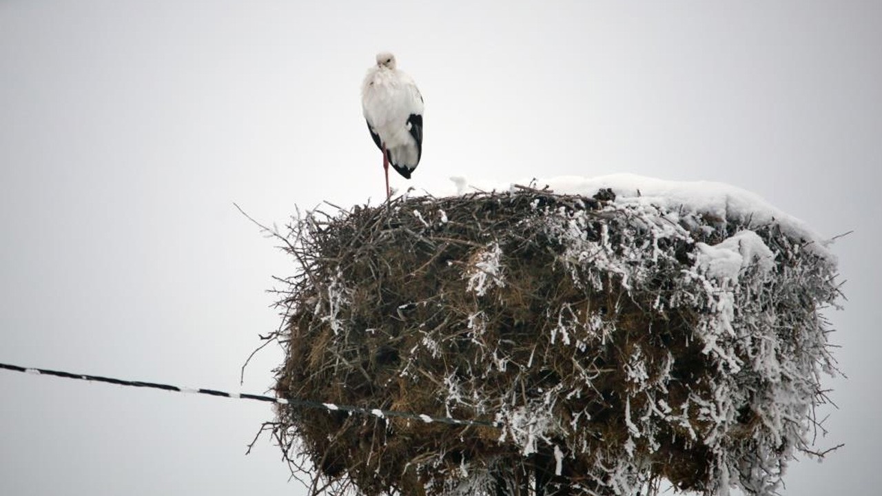 Kar kış umrunda değil! Bu leylek göç etmiyor