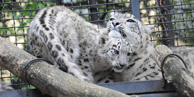 Kar leoparı koronavirüs nedeniyle öldü!