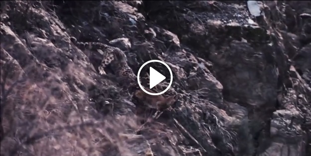 Kar leoparının inanılmaz dağ keçisi avı