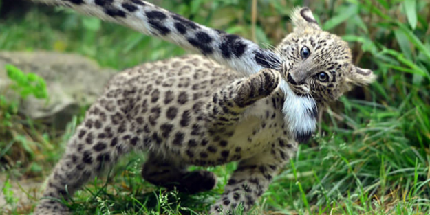 Kar leoparları neden kuyruğunu ısırır?