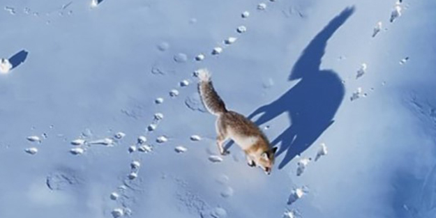 Kar üzerinde yiyecek arayan tilki böyle görüntülendi