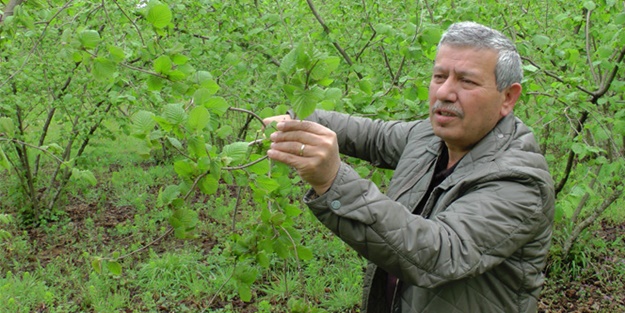 Kar yağdı, fındık üreticisini korku sardı